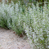 Calamintha n. nepeta: 12x aromatische Staude für sonnige Beete Bild 7