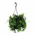 Virginia Creeper Parthenocissus Striatha Hanging plant in a Ø15cm pot Bild 1