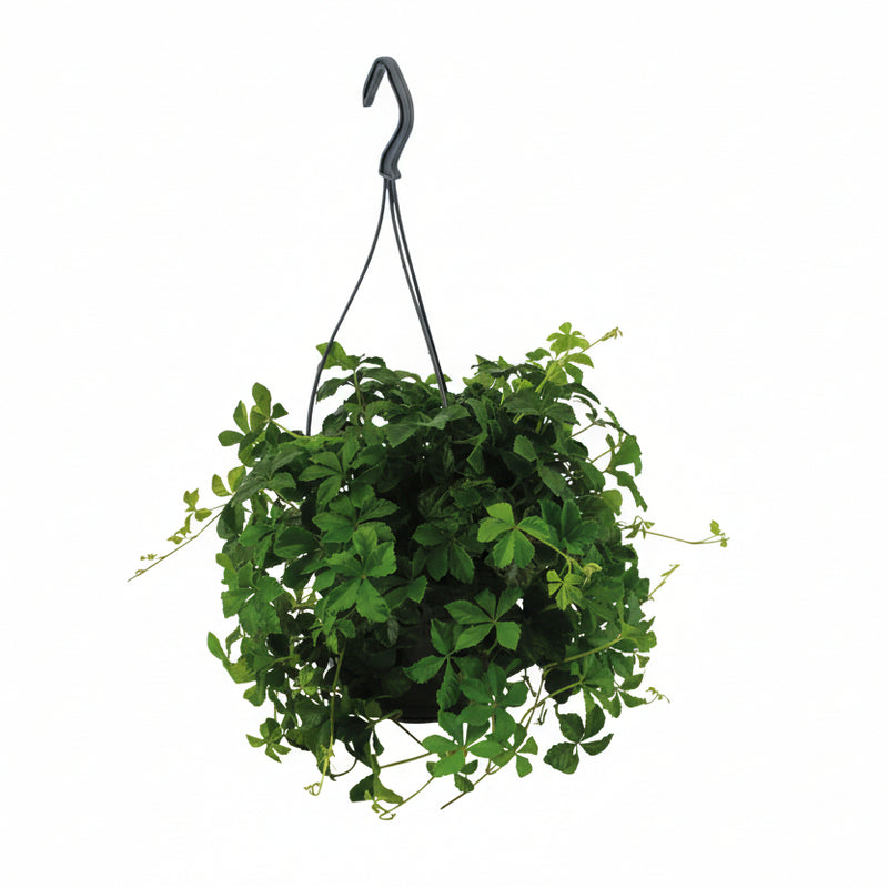 Virginia Creeper Parthenocissus Striatha Hanging plant in a Ø15cm pot