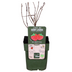 Bio Himbeere 'Malling Promise' - Ø13cm - ↕45cm Bild 3