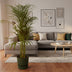 Areca-Palme: Tropische Schönheit im elho Topf (110cm) Bild 2