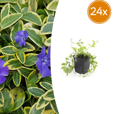 24x Vinca minor 'Aureovariegata' - ↕10-25cm - Ø9cm