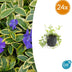 24x Vinca minor 'Aureovariegata' - ↕10-25cm - Ø9cm Bild 1