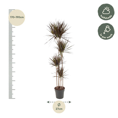 Dracaena Magenta, 180 cm, Topf ø27: Tropische Eleganz für Ihr Zuhause