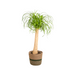Beaucarnea Recurvata im Korb Ø24cm - 80-100cm Bild 1