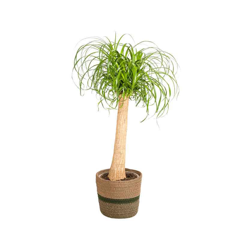 Beaucarnea Recurvata im Korb Ø24cm - 80-100cm