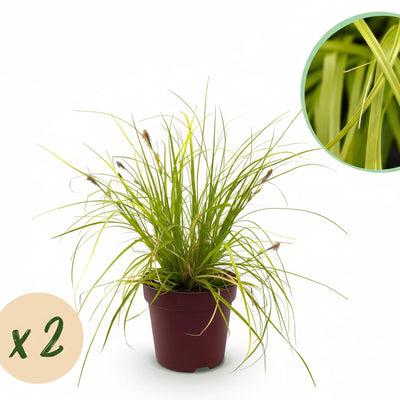 GreenboutiQ Ziergras Carex Everillo - Gelb, 2er Set, 50cm, Topf 17cm