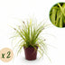 GreenboutiQ Ziergras Carex Everillo - Gelb, 2er Set, 50cm, Topf 17cm Bild 1