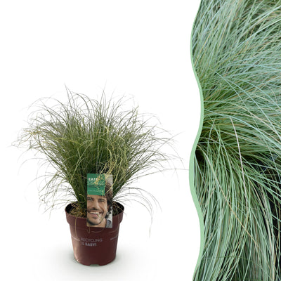 GreenboutiQ Ziergras Carex comans Frosted Curls - Winterhart