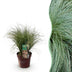 GreenboutiQ Ziergras Carex comans Frosted Curls - Winterhart Bild 1