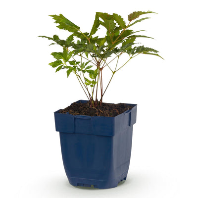 Green boutiQ - Perennials - Astilbe (A) Fanal - False Spirea - Shade - Red - 1 plant - 11cm pot - Height 15-25cm