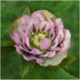 Helleborus Specials - 3 x Ø 14 cm - ↨ 25 cm Bild 5