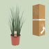 Sansevieria Mikado - Zimmerpflanze Ø19cm, ↕70cm Bild 4