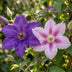2x Clematis Duo Purple & Pink - Waldrebe Duo Lila & Rosa - Lila - Rosa - Weiß - Kletterpflanze - Ø9cm - ↕35cm Bild 3