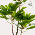 Artificial Fig Tree Ficus Carica, 95 cm – Mediterranean Flair for Your Home Bild 3