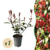 Photinia fraseri Carre Rouge: Immergrüne Heckenpflanze, 8 Stück, rot-grün Bild 1