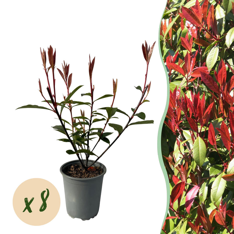 Photinia fraseri Carre Rouge: Immergrüne Heckenpflanze, 8 Stück, rot-grün