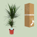 Dracaena Marginata (Dragon Tree) Ø17cm, approx. 75cm high Bild 4