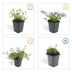 60x Stern-Glockenblume 'Stella' - 10-25cm - Ø9cm Bild 4