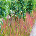 24x Japanisches Blutgras 'Red Baron' 9cm Topf, 10-25cm hoch Bild 5