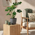 Monstera Deliciosa Fensterblatt: Pflegeleicht & Grün, Topf 21cm Bild 5