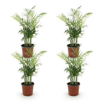 Green boutiQ Goldpalme (Chamaedorea elegans) - 4 Pflanzen