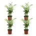 Green boutiQ Goldpalme (Chamaedorea elegans) - 4 Pflanzen Bild 2