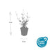 48x Zwerg-Eisenkraut 'Lollipop' (10-25cm) - Ø9cm Bild 3