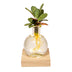 Calathea im Glas mit LED – Pflegeleichte Hydrokultur, Ø12cm Bild 1