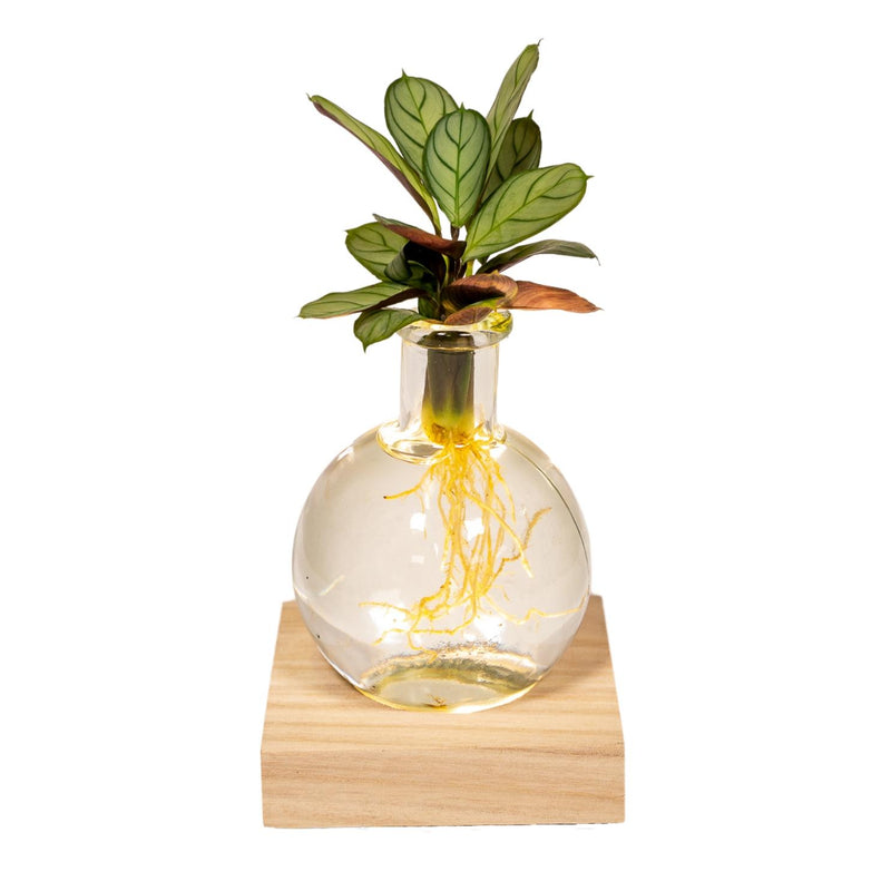 Calathea im Glas mit LED – Pflegeleichte Hydrokultur, Ø12cm