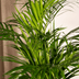 Areca-Palme Dypsis Lutenscens im 17cm Topf, 70cm hoch Bild 3