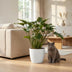 Philodendron Xanadu Houseplant in White Pot, 60cm Bild 5