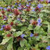12x Blaue Kriechmoderkampagne (Ceratostigma plumbaginoides) 10-25cm Bild 6