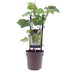 Vitis Muskat de Alexandrie Weinrebe - Ø15cm - ↕40cm Bild 1