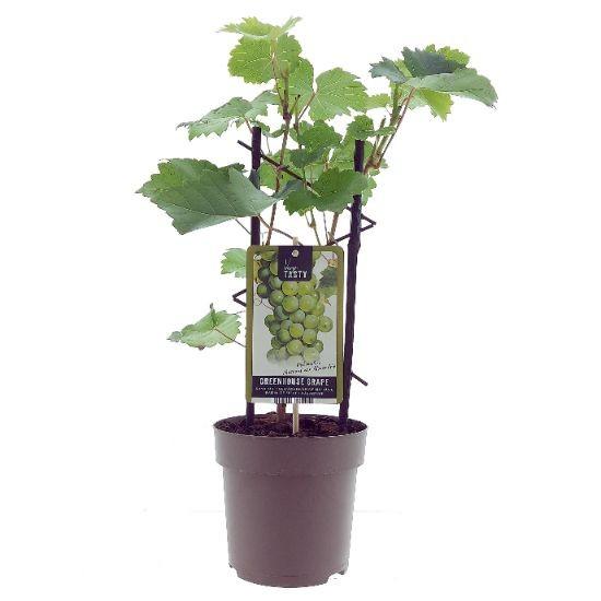 Vitis Muskat de Alexandrie Weinrebe - Ø15cm - ↕40cm