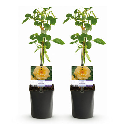 GreenboutiQ Kletterrose 'Spring Queen' - 2 Pflanzen, Gelb, Pflegeleicht