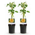 GreenboutiQ Kletterrose 'Spring Queen' - 2 Pflanzen, Gelb, Pflegeleicht Bild 2