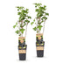 Blackcurrant 'Ben Nevis' - 2 plants in 15 cm pot Bild 2