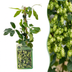 2x Nordbrau Hopfenpflanze im 9cm Topf, Kletterpflanze, bis 6m Bild 1