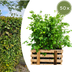 Paletten-Angebot Heckenpflanzen: 50 Rotbuche ↕ 80-100 - Ø 19cm | Mini-Palette Bild 1