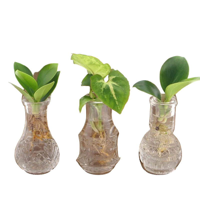 Hydroponie Pflanzenmix im Glas - Ø7cm, ↕10cm