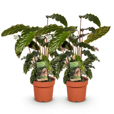 Green boutiQ - Zimmerpflanzen - Calathea Rufibarba - Pfauenpflanze - Wenig Pflege - Grün - 2 Pflanzen - Topf 17cm - Höhe 55-60cm