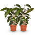 Green boutiQ - Zimmerpflanzen - Calathea Rufibarba - Pfauenpflanze - Wenig Pflege - Grün - 2 Pflanzen - Topf 17cm - Höhe 55-60cm Bild 2