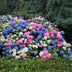 GreenboutiQ - Hortensie - Hydrangea macrophylla Tricolour - Blüte Blau, Rosa und Weiß - 3 Pflanzen - Laubabwerfend - Wenig Pflege - Topf 17cm Höhe 30cm Bild 13