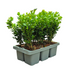 12x Buxus NewGen Freedom Immergrüne Sträucher | Robuster Buchsbaum Bild 2