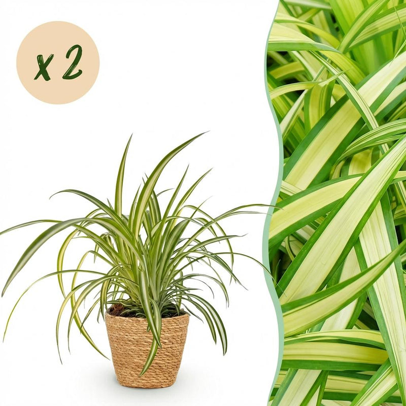 Bunte Graslilie 'Chlorophytum comosum Variegatum', 2 Pflanzen im Korb