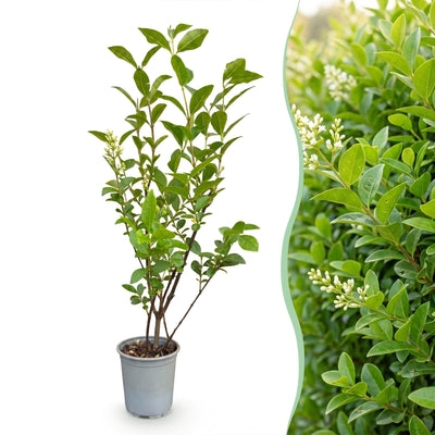 Green boutiQ - 40x Ligustrum ovalifolium - Gewöhnlicher Liguster - Heckenpflanzen - Immergrün - Grün - Topf 9cm - Höhe 35-45cm