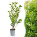 Green boutiQ - 40x Ligustrum ovalifolium - Gewöhnlicher Liguster - Heckenpflanzen - Immergrün - Grün - Topf 9cm - Höhe 35-45cm Bild 2