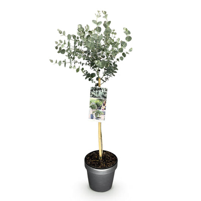 Eucalyptus gunni 'Azura'®: Immergrüne Terrasse- & Kübelpflanze mit Duft