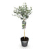 Eucalyptus gunni 'Azura'®: Immergrüne Terrasse- & Kübelpflanze mit Duft Bild 2